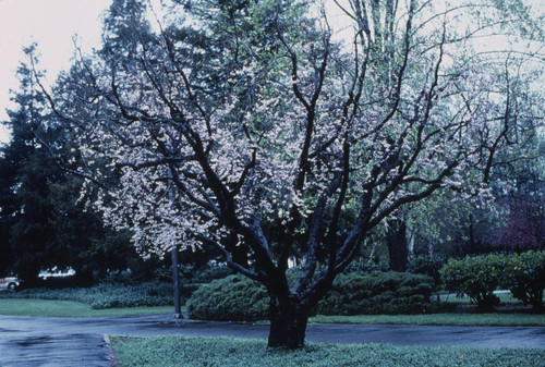 Sacramento Trees, 1978