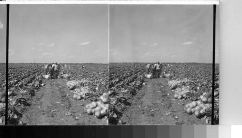 Field of Cabbage, Southern Tex