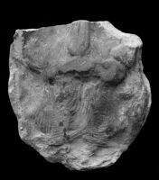 Sculptural fragment — Calisphere