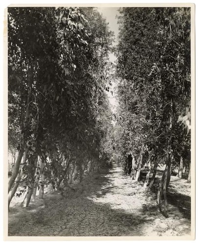 Looking down a row of fruit trees
