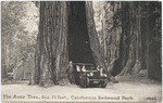 The Auto Tree, dia. 21 feet, California Redwood Park, 4855