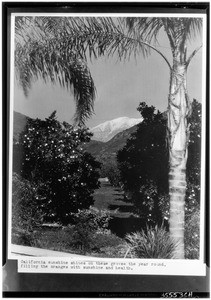Orange groves, showing a palm tree in the foreground, ca.1920