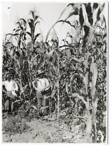 Fourteen foot corn in Livingston, Merced County, California
