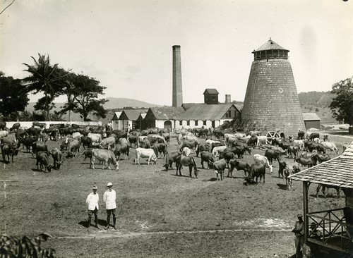 718. Jamaica: herd of cattle