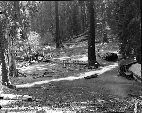 CCC, Tharp's Log area before cleanup