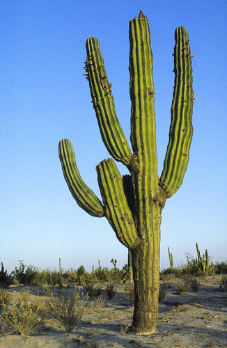 Cardon cactus
