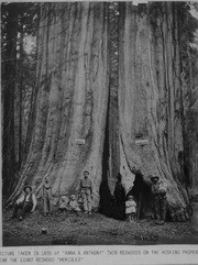 1895 Redwoods Photo, Sequoia National Forest