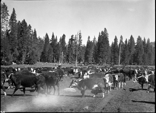 Grazing, Meadow studies, roundup at Rowell, Lackey's gathering, Misc. meadows, light leak