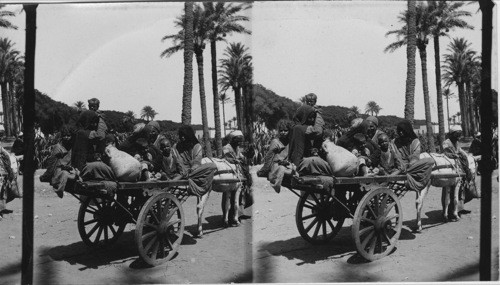 Donkey Cart and riders, Cairo, Egypt
