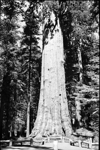 Buildings and Utilities, Misc. Resource Management Concerns, railing around General Sherman Tree