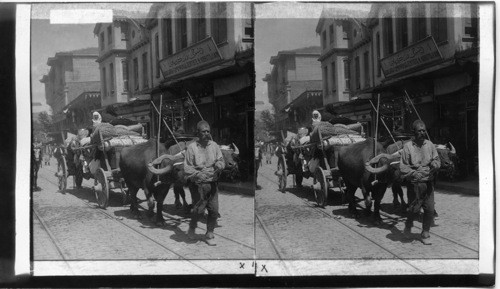 A Family of Refugees in their Buffalo Cart in a Street of Stamboul. Constantinople. Europe