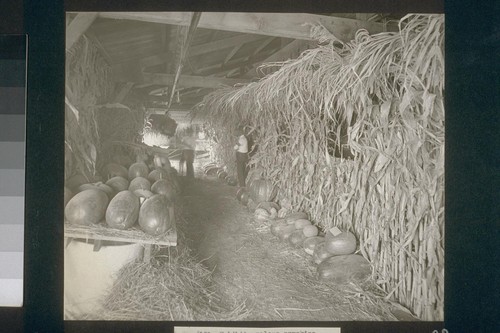 No. 159. Exhibit--melons, pumpkins, squash, corn, Delhi Fair