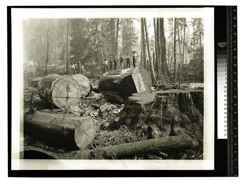 John Vance [?], 13 ft in diameter [Men posing atop sections of redwood logs]