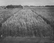 Shades of Yolo - Wheat Fields