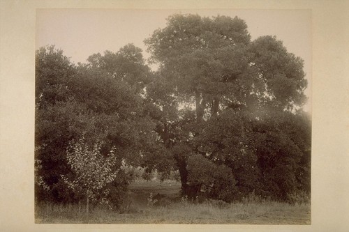 Live Oak Tree, on Farm of Geo. H. Maxwell