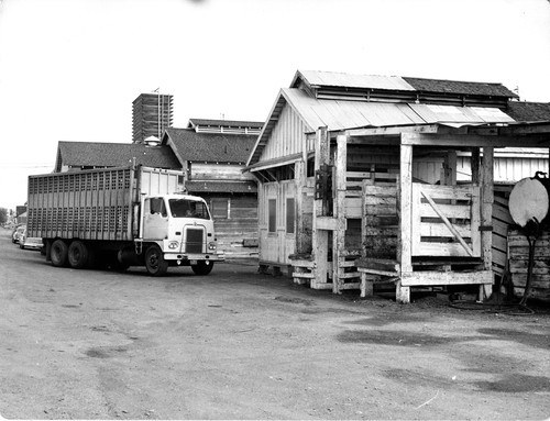 72 From the feed lot the cattle are shipped to slaughter houses in specially designed two-decker trucks