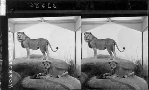 African lions, Field Museum of Natural History, Chicago