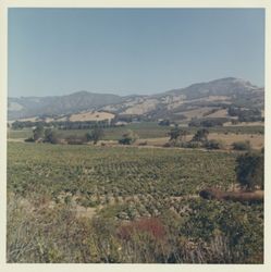 Vineyard near Asti, California, 1970