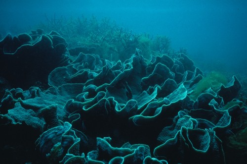 Field of coral