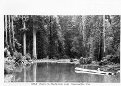 Scene in redwoods near Guerneville, Cal