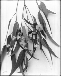 Close-up of a specimen of eucalyptus blossoms and seedpods, ca.1925