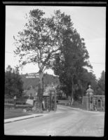 Historic sycamore tree, Forest Lawn Memorial Park, Glendale, 1930