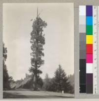 Spike topped redwood 3 1/2 miles from Cummings Post Office, California. 57" diameter at breast height. 145' to top and above highway. Spike about 30' long. Tree has been filled in about 20' in about 1924. Stands near highway station. 1-619+00. 5-11-37, E.F. (9-12-42: Side branch and vertical projection still intact.)