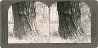 Trunk of Douglas Spruce (Pseudotsuga taxifolia), S 9