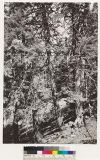 White fir stands on N slope of Mt. Pinos. J.E. Sowder standing by white fir 43 in. d.b.h., 95 ft high
