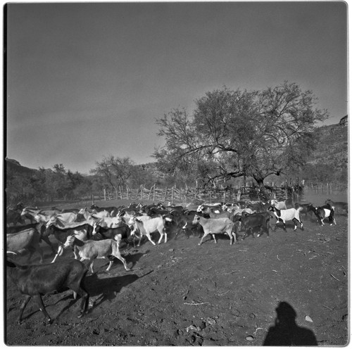 Goats at Rancho Pie de la Cuesta
