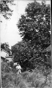 young boy in yard, with big tree