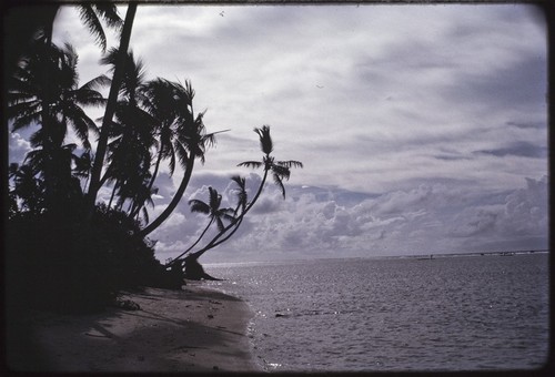 Manus: coconut trees on the beach at Pere, distant canoes near reef