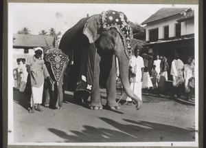 Elephants decorated for the procession