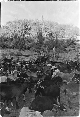 Milking goats at Rancho El Zorrillo