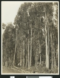 Eucalyptus trees, ca.1900