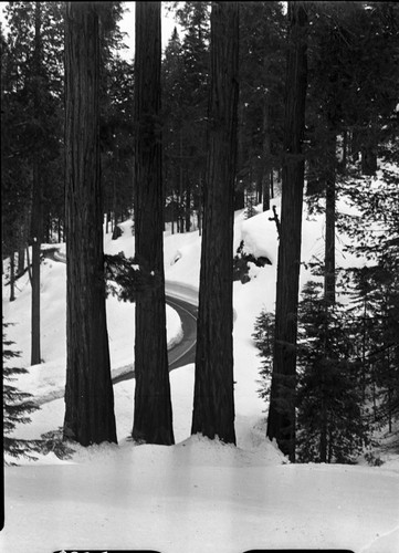 Giant Sequoias, Generals Highway, Four sequoias along Generals Highway. Giant Sequoia Winter Scenes