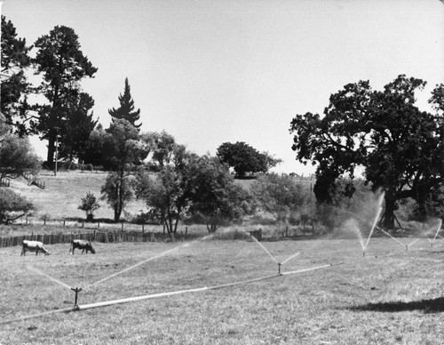 06 When water is available for summer irrigation, dairymen find permanent pastures an economical source of green feed for their herds. This pasture is being irrigated by sprinklers called 'birds.' One or more men are kept busy moving the sprinkler pipes from place to place during the dry season