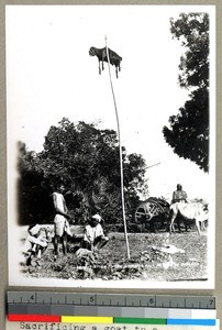 Men sacrificing a goat on a long pole, Vārānasi , India, ca. 1920