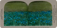 Sisyrinchium bellum, the "Blue Eyed Grass," C 584.24