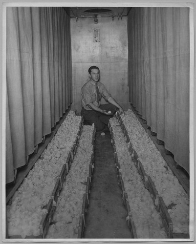 Man with hundreds of baby chicks [ca. 1940]