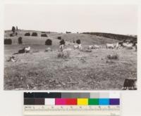 Mather Bros. Ranch. Shows timber sites cleared of interior live oak by cutting for cordwood followed by goat grazing. Note oak stumps and remnant pines. El Dorado Co