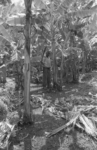 Fermín Herrera working with machete, San Basilio de Palenque, 1976