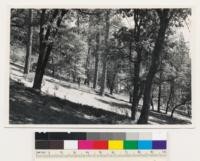 3 miles S. Buck Meadow. Open stand of ponderosa pine and black oak. Poorly stocked conifer stand, of mainly old growth trees. Site index 175. Assoc. spp.: Chamaebatia foliolosa, Arctostaphylos viscida. The former is largely under crowns of pine and oak. Mariposa County