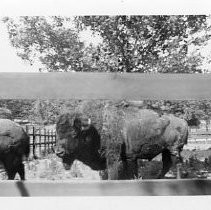 View of buffalo at the William Land Park Zoo