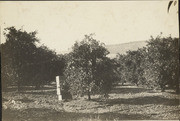 Oroville orange orchard