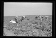 People working in field, California Labor School