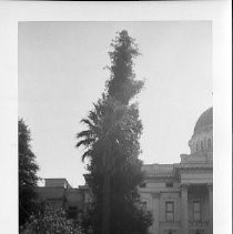 Exterior view of the California State Capitol Annex under construction. This view is looking south from 11th and L streets. The two trees in this view were removed