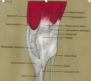 Illustration of left knee joint, anterior view, showing muscles, bones and tendons