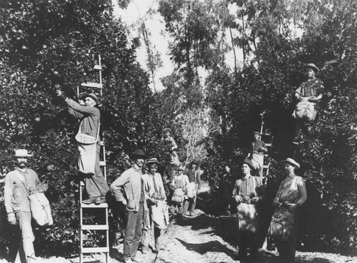 Orange pickers in orange grove, Orange, California, ca. 1918