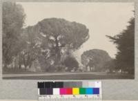 Italian Stone Pine trees on the grounds of the State Capitol, Sacramento. Note the unusual umbrella shape which makes these trees much prized for landscape effects. Feb. 1921